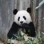 Rocky Road Ahead for China's Online Gambling Industry