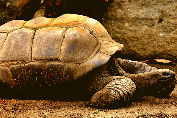 A picture of a tortoise