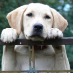 4 Interesting Things Science Tells Us About Animals That Gamble